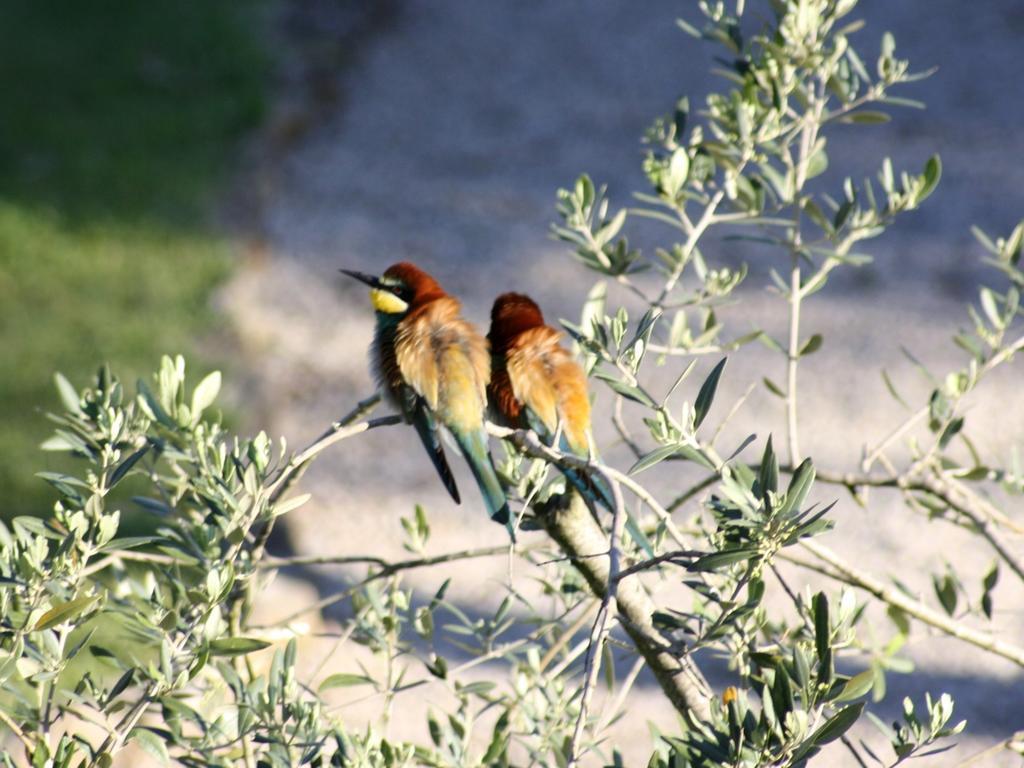 Agriturismo Peretti Fonteblanda Eksteriør bilde